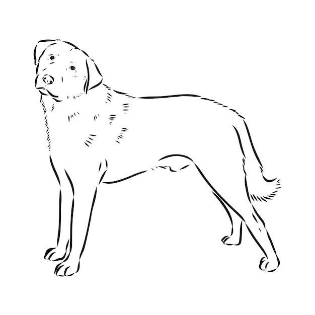 Anatolische herder vector schets illustratie