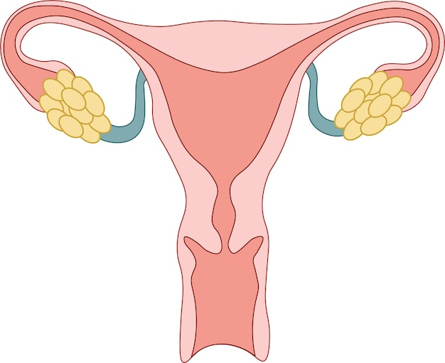 Vettore anatomia humana sistema riproduttore rgos femminino reproduttori rgos femminini schema di localizzazione