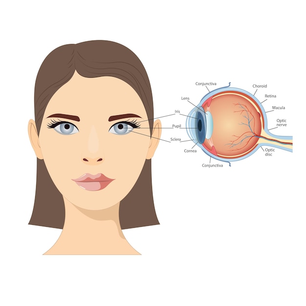 Anatomical diagram of the human eye Cross section of a sense organ with all components such as the