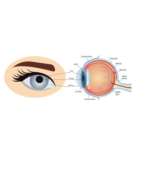 Anatomical diagram of the human eye Cross section of a sense organ with all components such as the