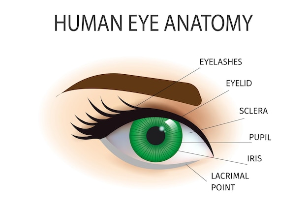 ベクトル 人間の目の解剖図