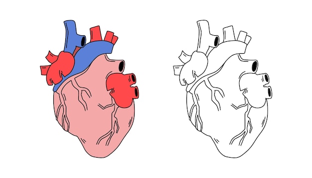 anatomical heart illustration in color and outline style medical and educational drawing of human