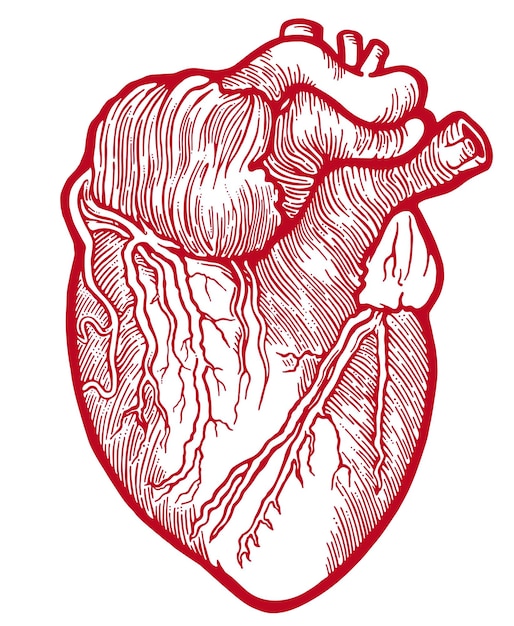 Vettore cuore anatomico