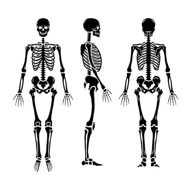 Scheletro umano anatomico in tre posizioni