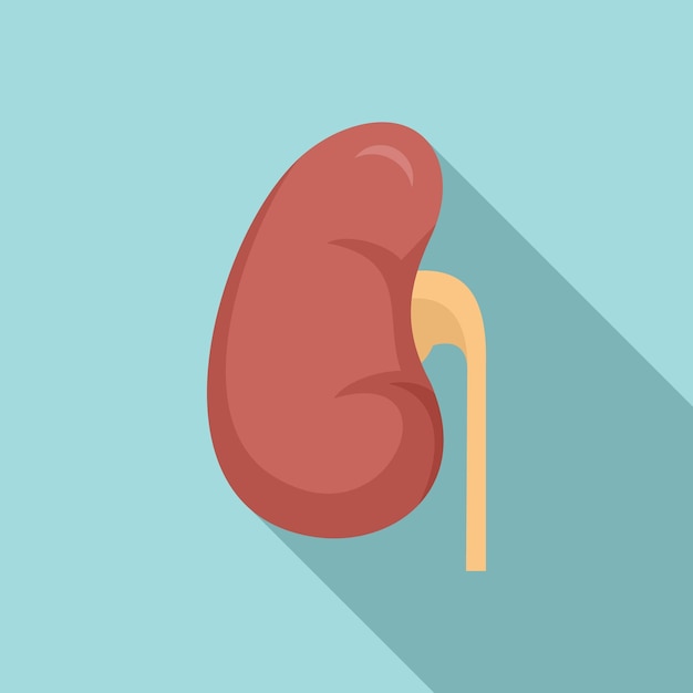 Anatomical kidney icon flat illustration of anatomical kidney vector icon for web design