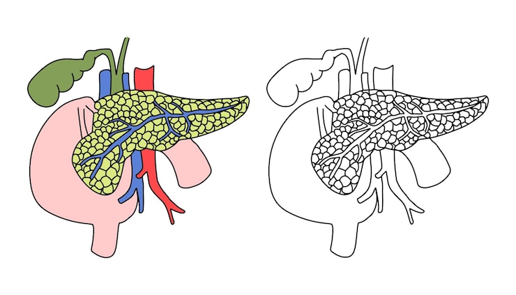 Vector anatomical pancreas illustration in color and outline style medical and educational drawing