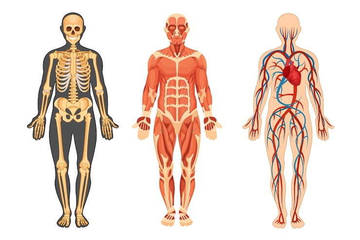 Vector 人体の骨格筋肉システムと動脈静脈正面図の血管システムの解剖学的構造完全な成長ベクトル図の詳細な人間システム