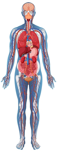 Vector anatomical structure human body