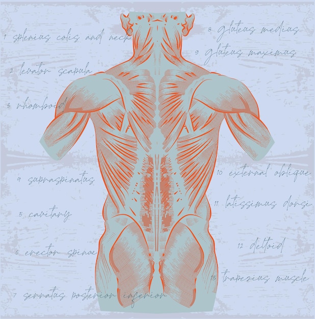 Anatomical torso with naked muscles in the style of training graphics