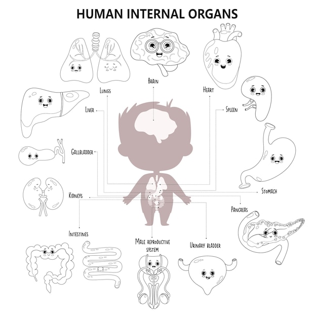 Vector anatomie menselijk lichaam kinderen infographic silhouet jongen en interne mannelijke organen karakters naam