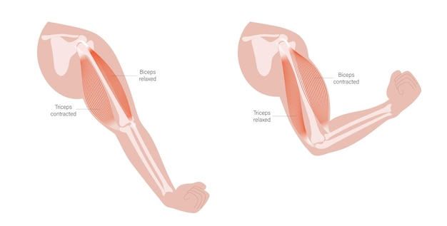 Anatomie van biceps en triceps