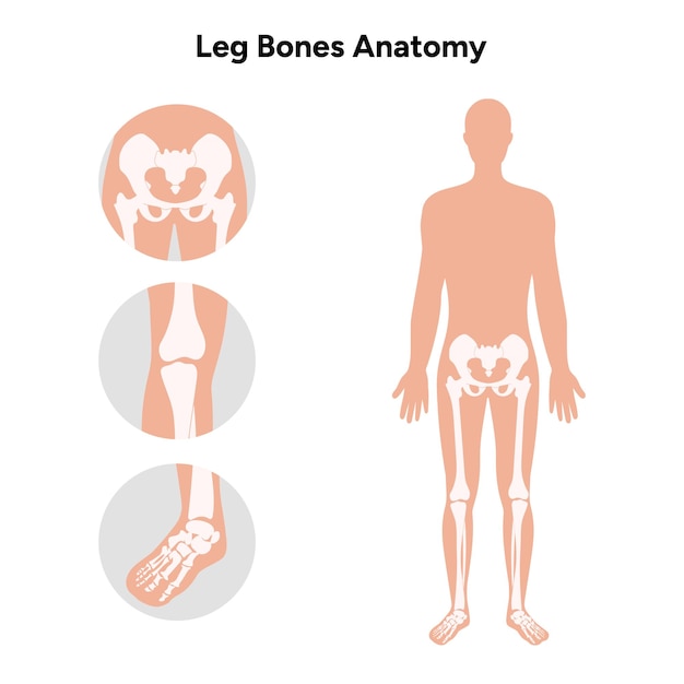 Anatomie van de beenbeenderen