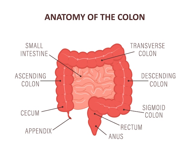 Anatomie van de dikke darm met beschrijvingsdelen Darmpictogram Menselijk inwendig orgaan Gezondheid darm Medische vectorillustratie in platte cartoonstijl