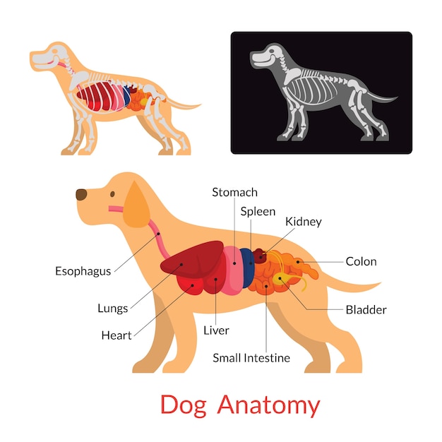 Vector anatomie van de hond inwendige organen, skelet, röntgenfoto