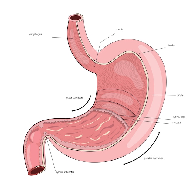 Vector anatomie van de maag