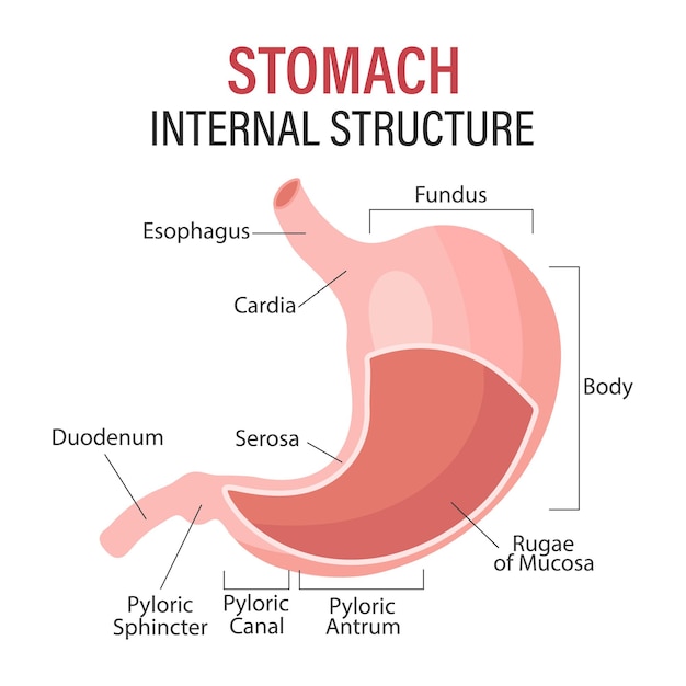 Anatomie van de medische poster van de menselijke maag met diagram van de structuur van de interne maag