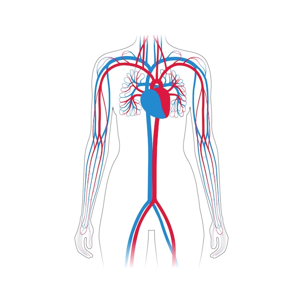 Vector anatomie van de menselijke arteriële en veneuze bloedsomloop. bloed in vrouwelijke silhouet vectorillustratie