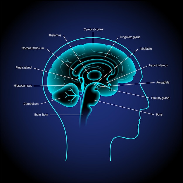 Anatomie van de menselijke hersenen op een blauwe achtergrond. Limbisch systeem en neuraal netwerkconcept. Digitale wetenschap technologie concept. Cerebrale cortex en cerebrum medische poster 3D-vectorillustratie voor clinic