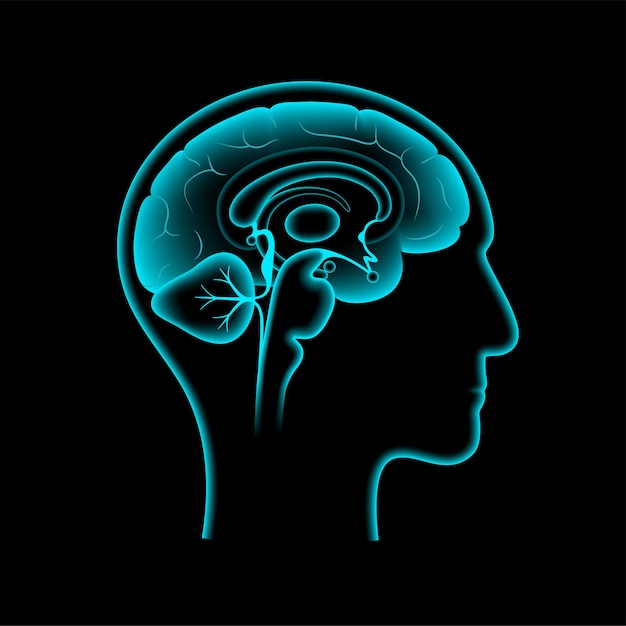 Anatomie van de menselijke hersenen op een zwarte achtergrond. Limbisch systeem en neuraal netwerkconcept. Digitale wetenschap technologie concept. Cerebrale cortex en cerebrum medische poster 3D-vectorillustratie voor clinic