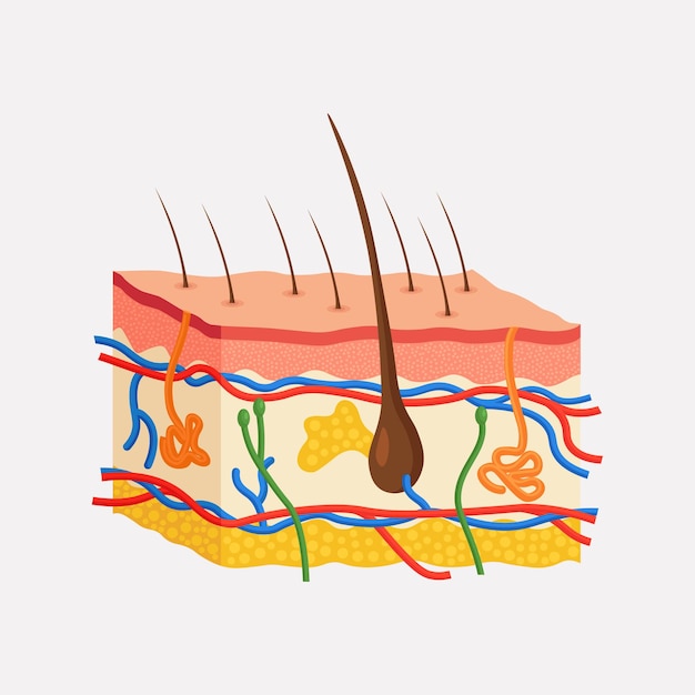 Anatomie van de menselijke huid. gelaagde epidermis met haarzakje, zweet- en talgklieren, slagader, zenuw en aders. epidermis, dermis, hypodermis