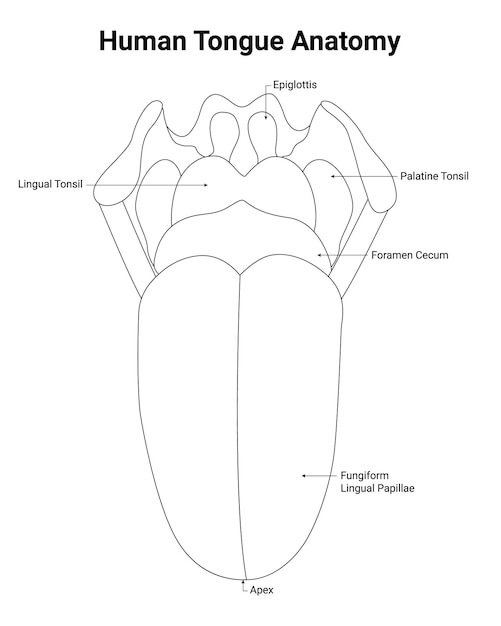 Vector anatomie van de menselijke tong epiglottis lingual tonsil palatine tonsil foramen cecum fungifrom apex lineart