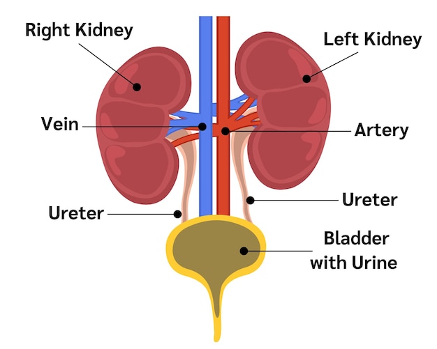 Anatomie van de nierorganen en de urinevorming