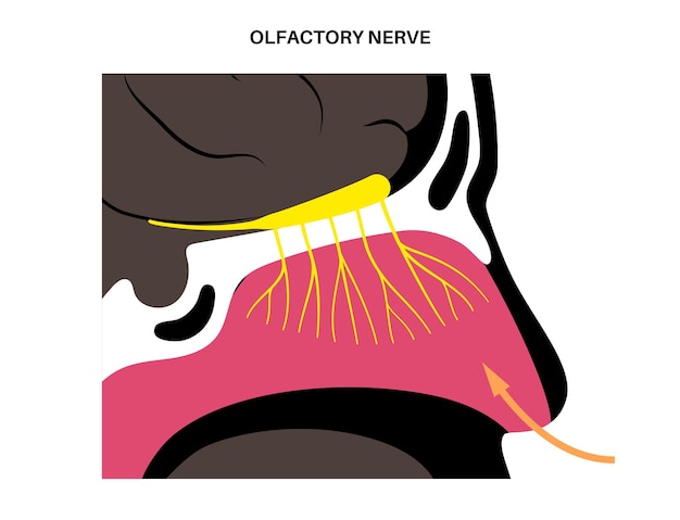 Anatomie van de reukzenuw