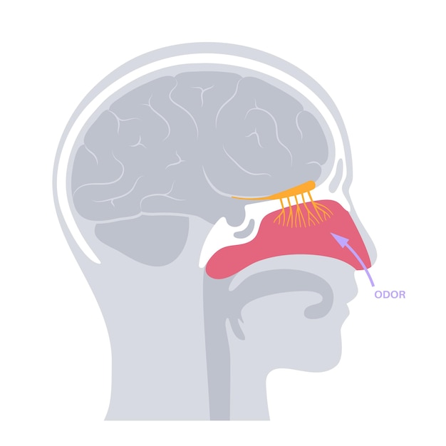 Vector anatomie van de reukzenuw