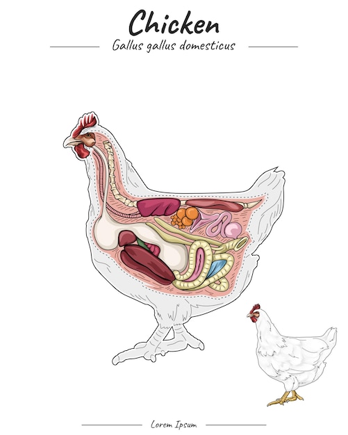 Anatomie van een kippensjabloon