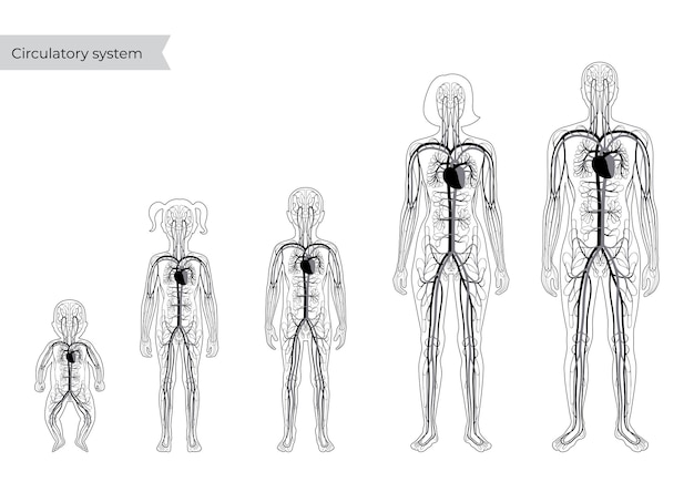 Anatomie van het bloedsomloopstelsel