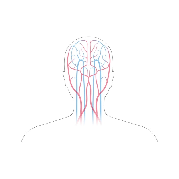 Vector anatomie van het bloedsomloopstelsel