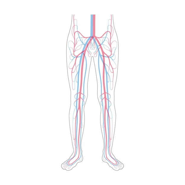 Anatomie van het bloedsomloopstelsel