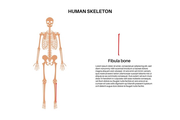 Vector anatomie van het fibula-been