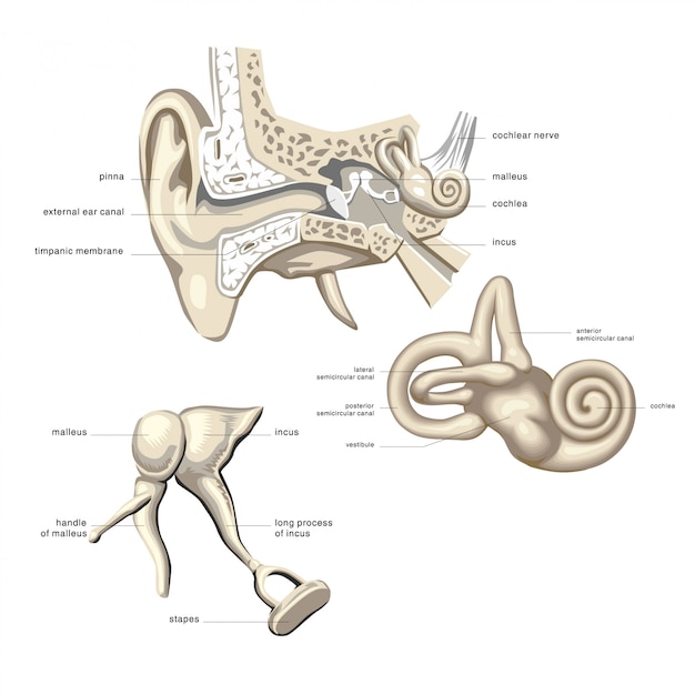 Vector anatomie van het gehoorsysteem