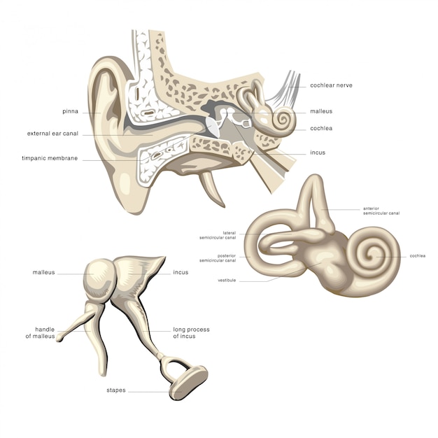 Anatomie van het gehoorsysteem