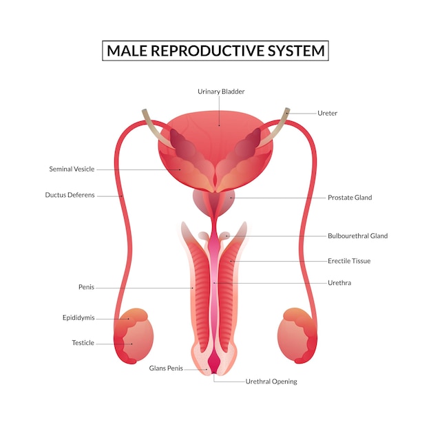 Anatomie van het mannelijke voortplantingssysteem