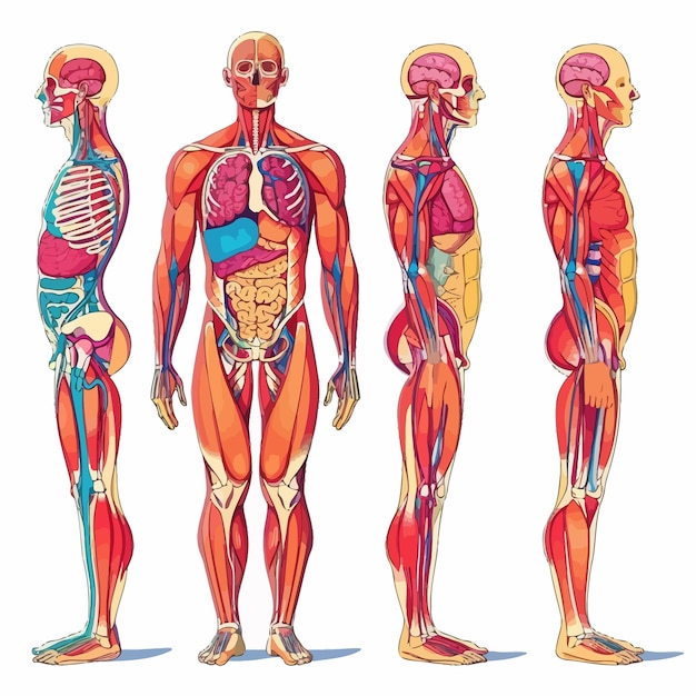 Vector anatomie van het menselijk lichaam