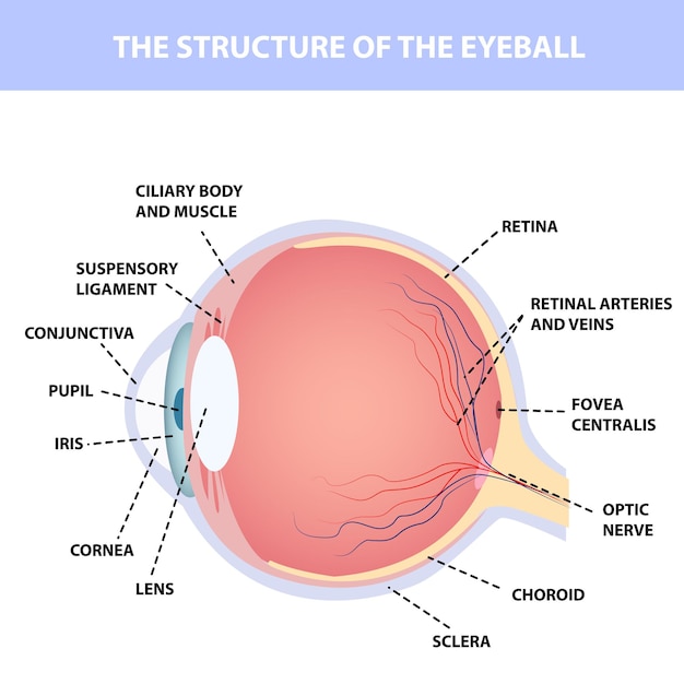 Anatomie van het menselijk oog, aanduiding