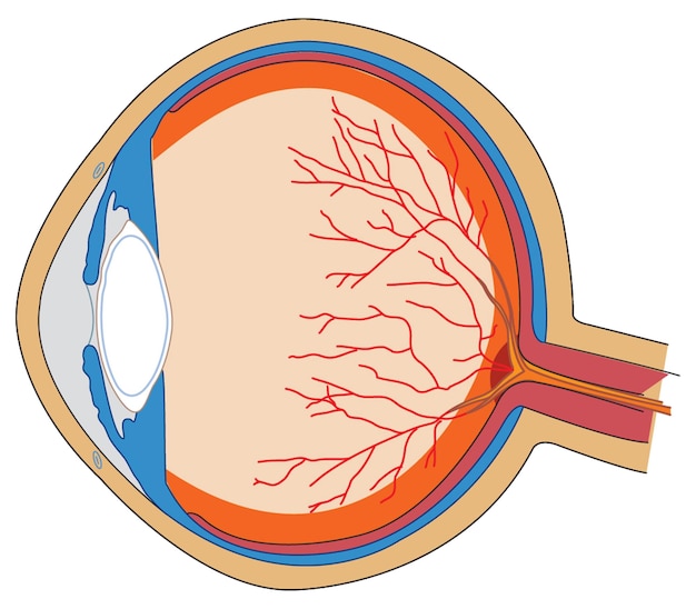 Vector anatomie van het menselijk oog