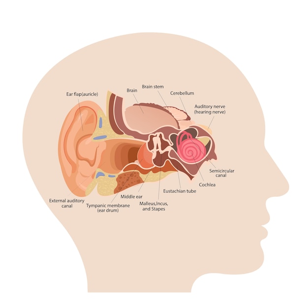 Vector anatomie van het menselijk oor de interne structuur van de oren het gehoororgaan vector illustrati