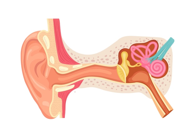 Anatomie van het menselijk oor Interne structuur van de oren medische vectorillustratie
