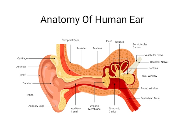 Anatomie van het menselijk oor