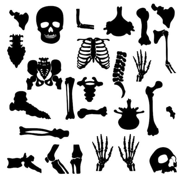 anatomie van het menselijk skelet silhouet