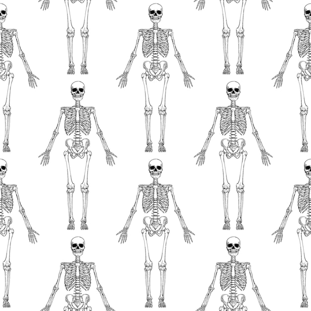 Vector anatomie van het menselijk skelet