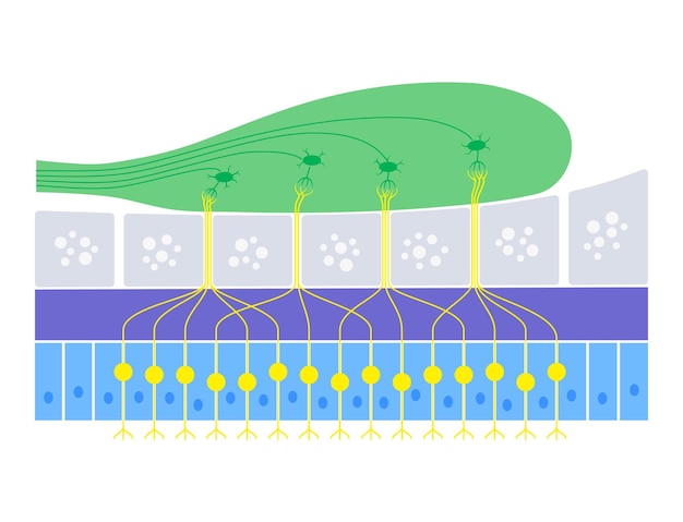 Vector anatomie van het olfactorische systeem