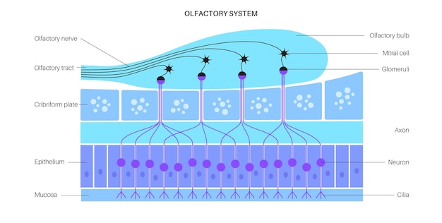 Anatomie van het olfactorische systeem