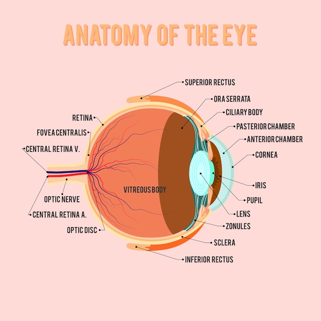 Anatomie van het oog