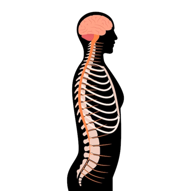 Anatomie van het ruggenmerg