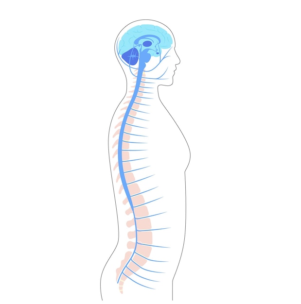 Anatomie van het ruggenmerg