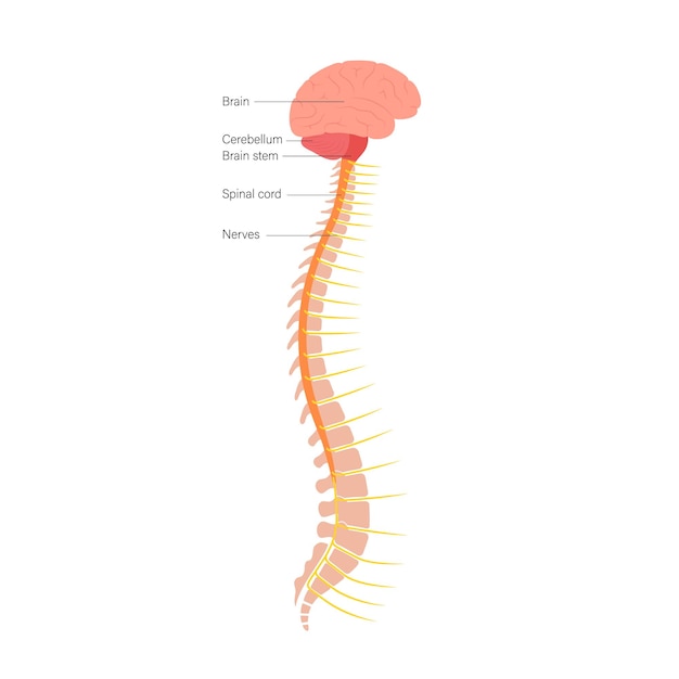 Anatomie van het ruggenmerg